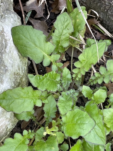 Oriental false hawksbeard