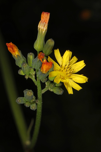 Oriental false hawksbeard