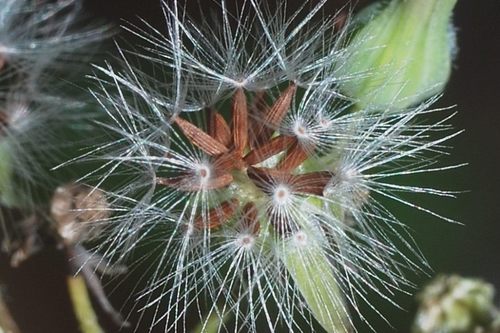Oriental false hawksbeard