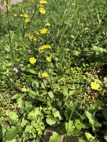 Oriental false hawksbeard