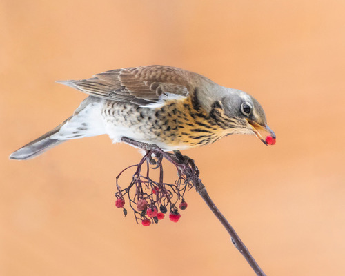 Fieldfare