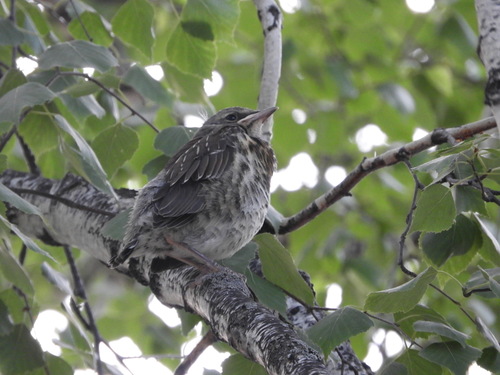 Fieldfare