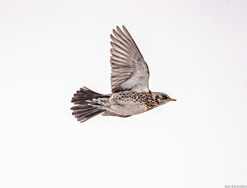 Fieldfare