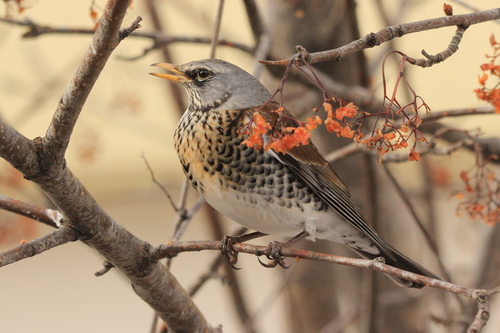 Fieldfare
