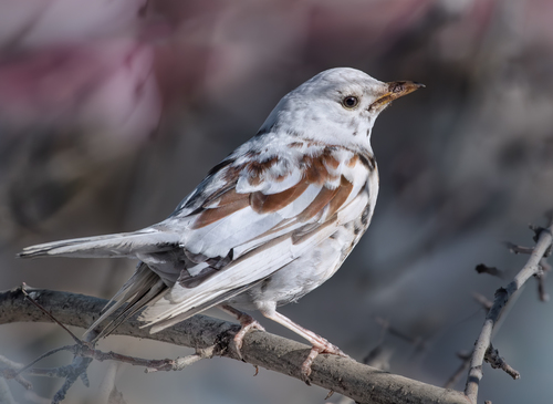 Fieldfare