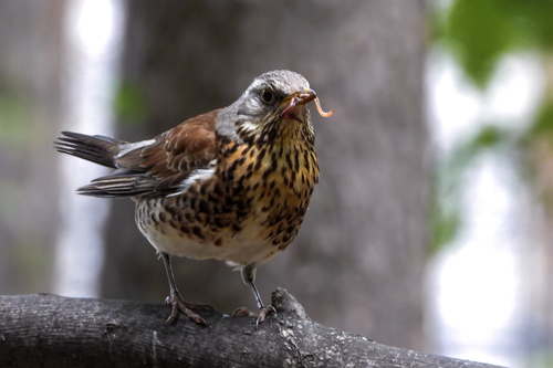 Fieldfare