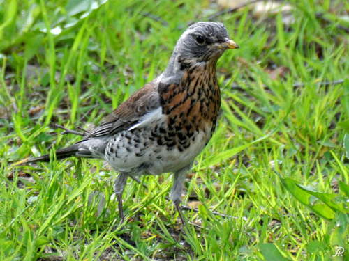 Fieldfare