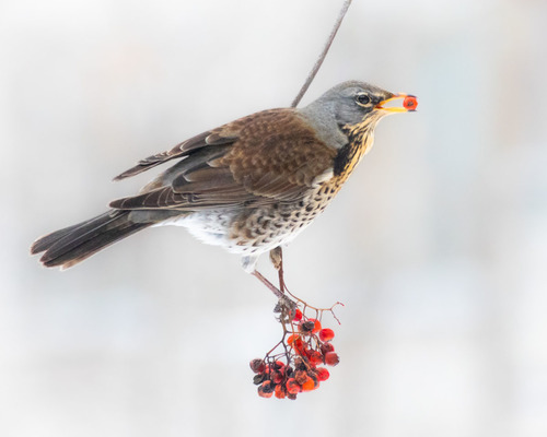 Fieldfare