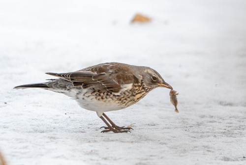 Fieldfare