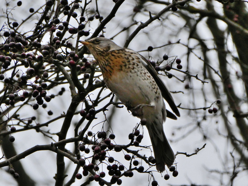 Fieldfare