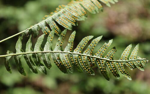 common polypody