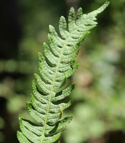 common polypody