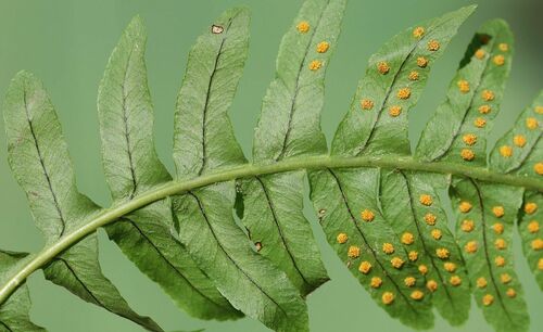 common polypody