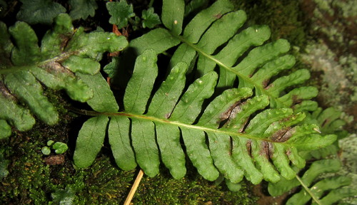common polypody