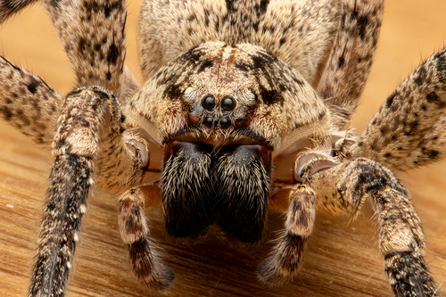 Mediterranean Spiny False Wolf Spider