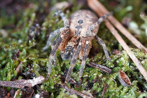 Mediterranean Spiny False Wolf Spider
