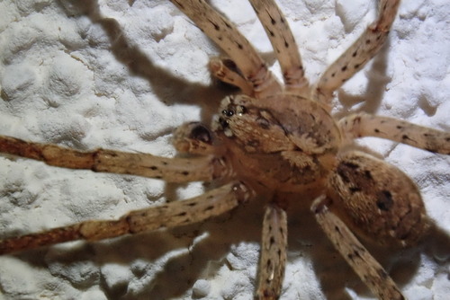 Mediterranean Spiny False Wolf Spider