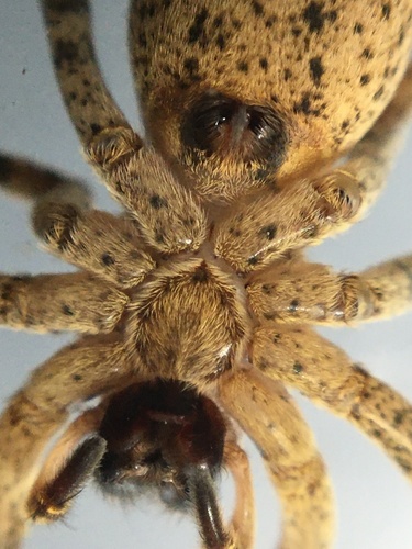 Mediterranean Spiny False Wolf Spider