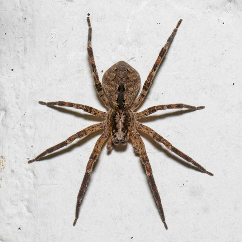 Mediterranean Spiny False Wolf Spider