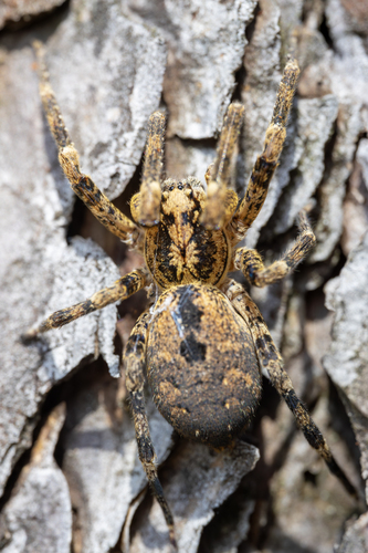 Mediterranean Spiny False Wolf Spider