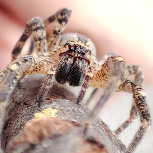 Mediterranean Spiny False Wolf Spider