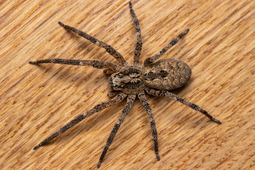 Mediterranean Spiny False Wolf Spider
