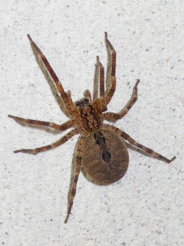 Mediterranean Spiny False Wolf Spider