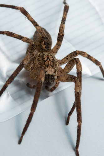 Mediterranean Spiny False Wolf Spider