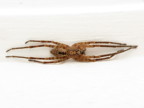 Mediterranean Spiny False Wolf Spider