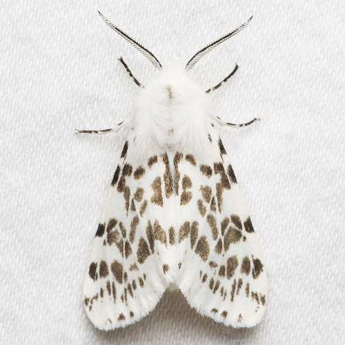 Fall Webworm Moth