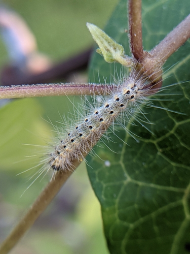 Fall Webworm Moth