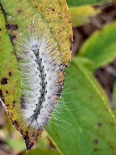 Fall Webworm Moth