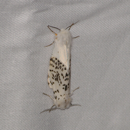 Fall Webworm Moth