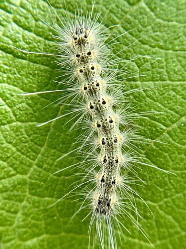 Fall Webworm Moth