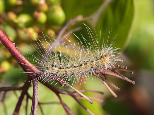 Fall Webworm Moth