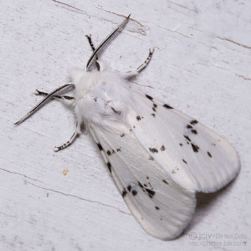 Fall Webworm Moth