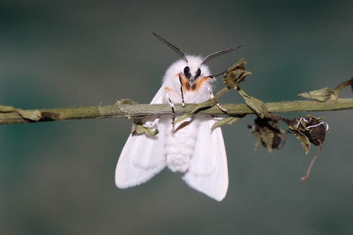 Fall Webworm Moth