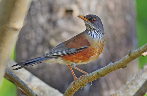 Rufous-backed Robin