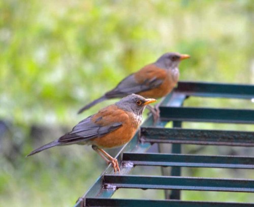 Rufous-backed Robin