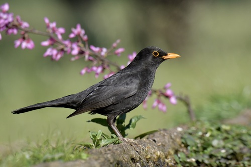 Eurasian Blackbird