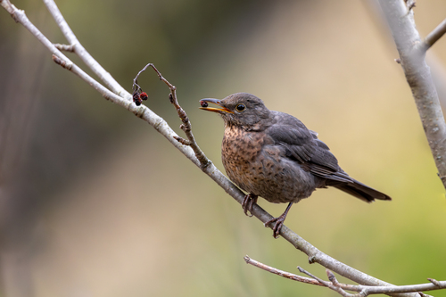 Eurasian Blackbird
