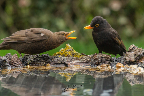 Eurasian Blackbird