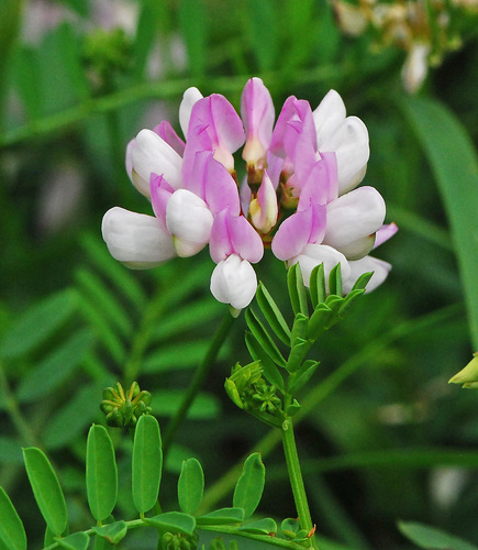 purple crownvetch