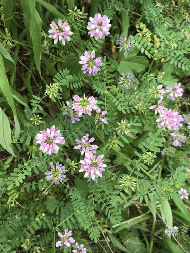 purple crownvetch