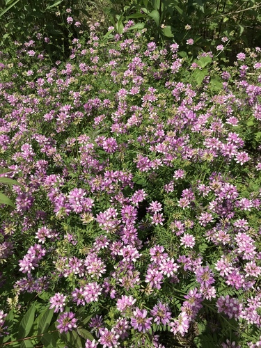 purple crownvetch