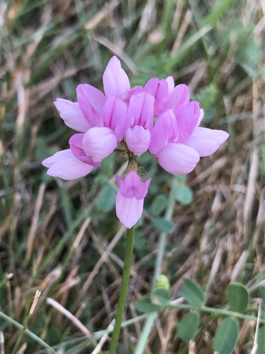 purple crownvetch