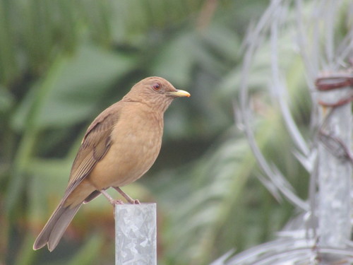 Clay-colored Thrush