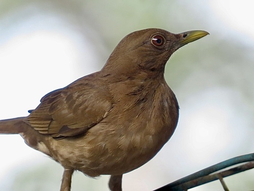 Clay-colored Thrush