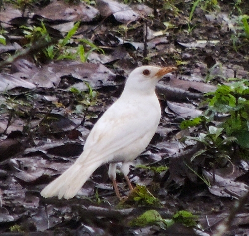 Clay-colored Thrush