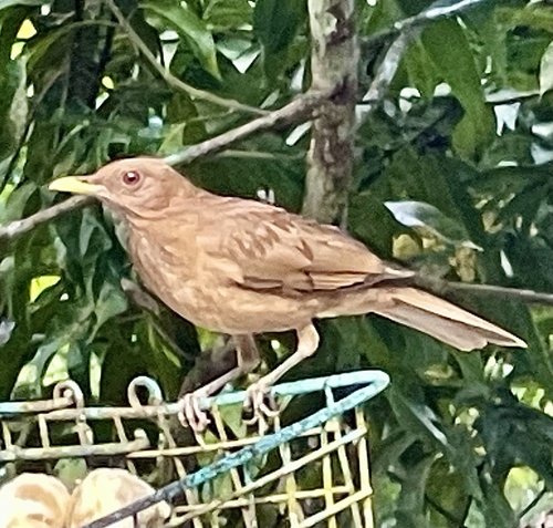 Clay-colored Thrush